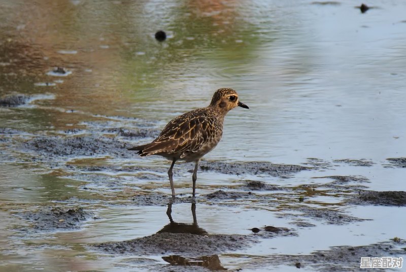 水可以比喻成什么动物_金火水土木分别指什么生肖 水可以比喻成什么动物_金火水土木分别指什么生肖 - 星座运势