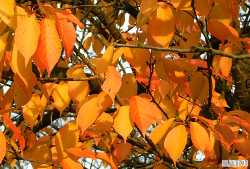 摘树叶什么寓意,梦到树叶 摘树叶什么寓意,梦到树叶 - 星座运势