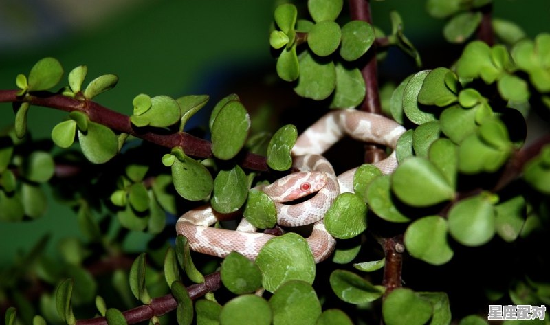 蚂蚁身上爬有什么说法，梦到身上爬 - 星座运势