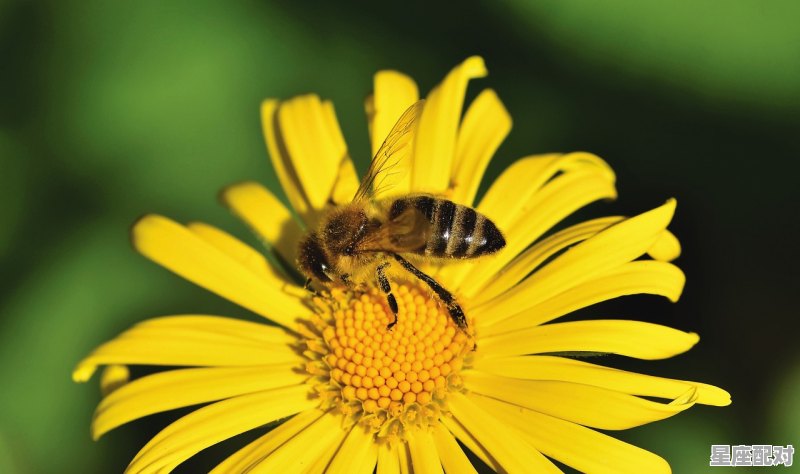 十二生肖动物别名_2022年属相是属什么的 - 星座运势