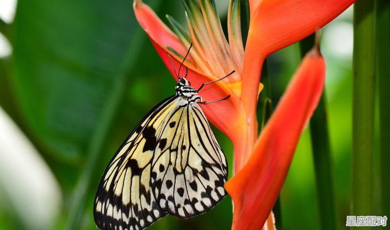 1988年1月16生人什么星座,m魔羯今日运势 - 星座运势