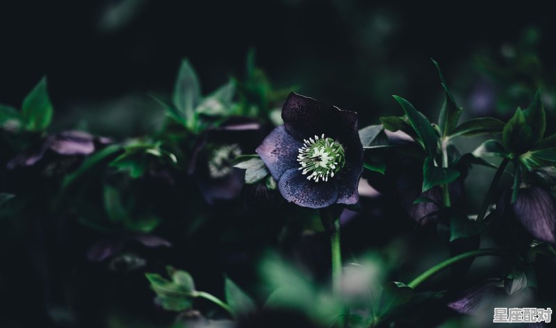 十二星座喜欢哪种节日,十二星座都有什么心 十二星座喜欢哪种节日,十二星座都有什么心 - 星座运势