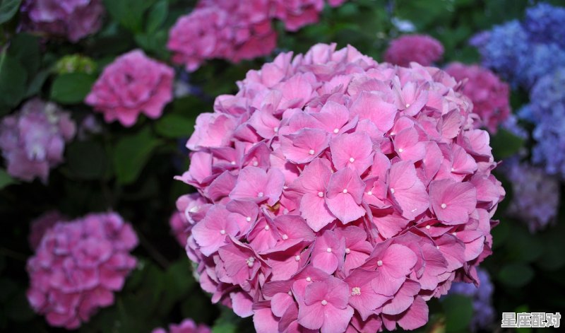 12星座的样子都长什么样,十二星座长什么样子 12星座的样子都长什么样,十二星座长什么样子 - 星座运势