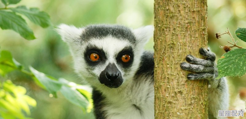 森林漆黑现虎踪是什么动物,森林是什么生肖 森林漆黑现虎踪是什么动物,森林是什么生肖 - 星座运势