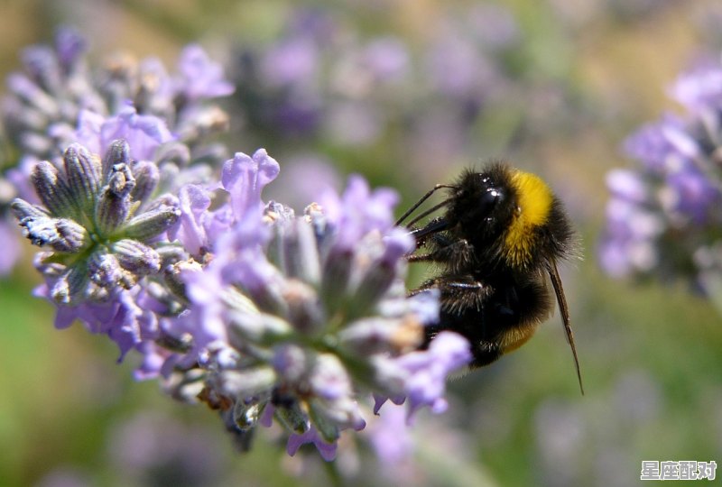 梦到好多虫子,梦到好多虫子 - 星座运势