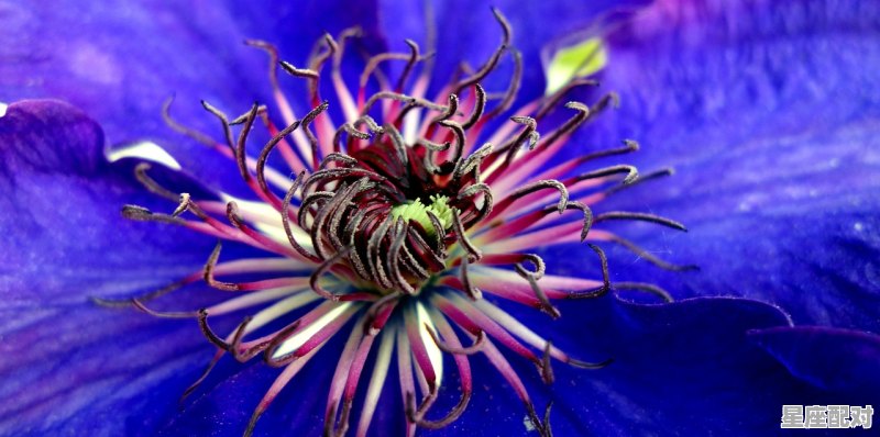 风云龙虎四门开是指什么意思，今期开什么生肖 - 星座运势