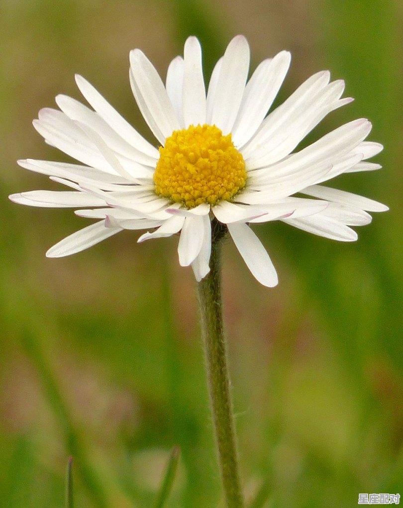 家门前能栽栀子花吗,单栀子今日运势 家门前能栽栀子花吗,单栀子今日运势 - 星座运势