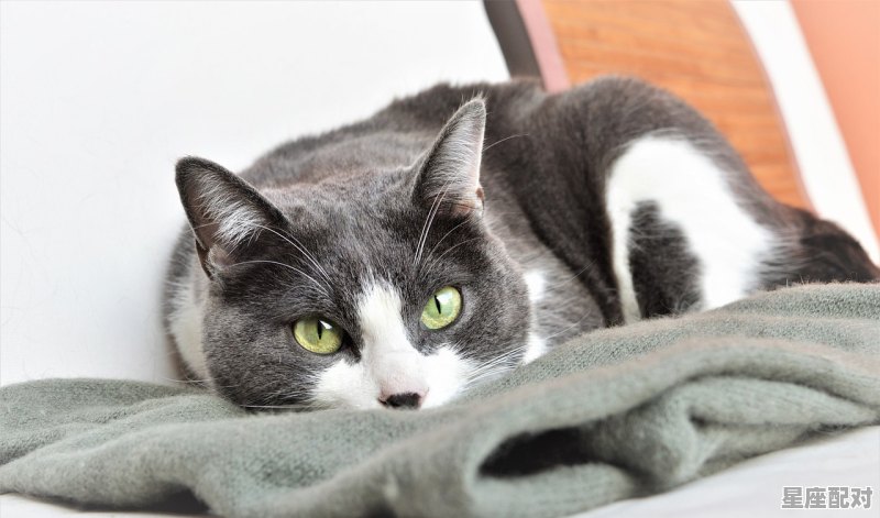 晚上睡觉害怕抱个什么属相的娃娃就不害怕了,睡觉是什么生肖 晚上睡觉害怕抱个什么属相的娃娃就不害怕了,睡觉是什么生肖 - 星座运势