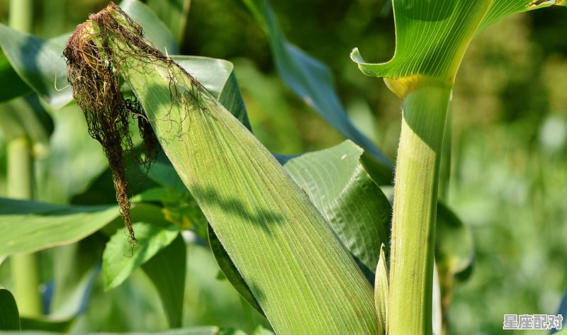 2月份适合广西种玉米吗,广西二月二的习俗食物 - 星座运势