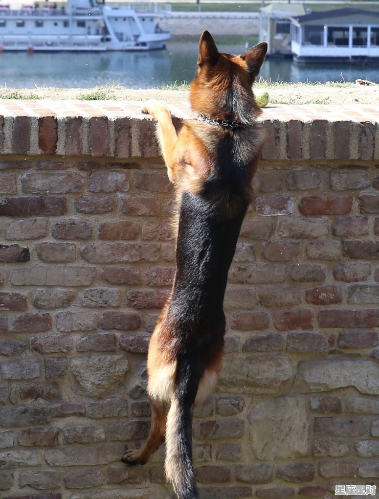 地上爬的动物打一生肖_飞檐走壁称君子是什么动物 - 星座运势