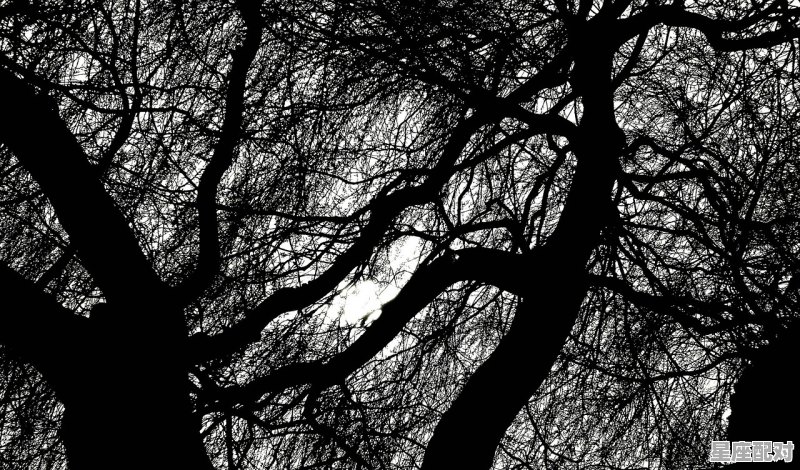 竹风雅梦什么意思,梦到竹子 竹风雅梦什么意思,梦到竹子 - 星座运势