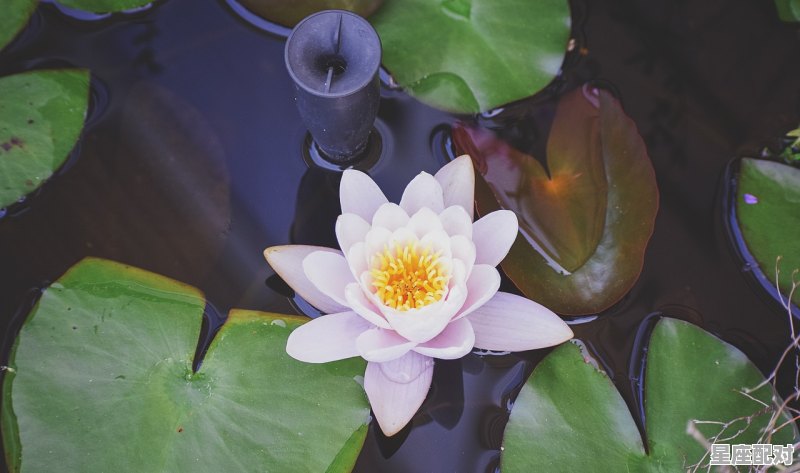 天秤女人近期桃花运,天瓶今日运势 - 星座运势