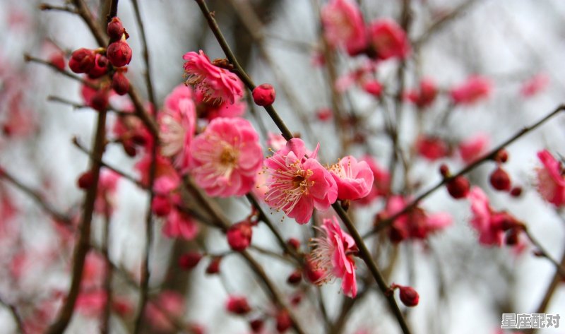 12生肖梅花是什么生肖，桃花指什么生肖 - 星座运势