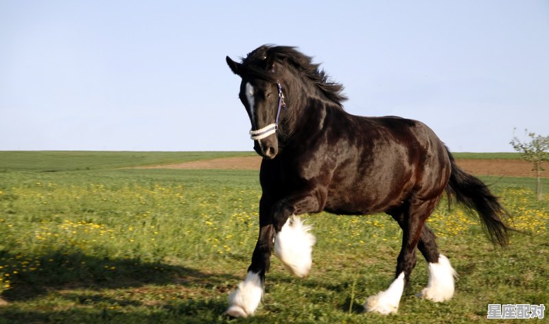 一路风尘出乾隆打一动物,乾隆什么生肖 - 星座运势
