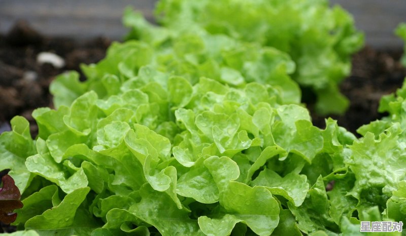 立春必备三种菜，立春吃什么蔬菜习俗 - 星座运势