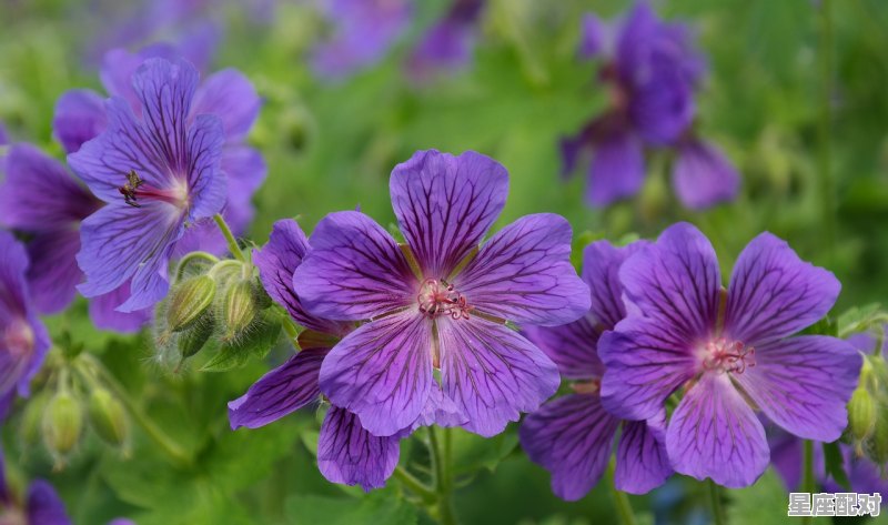 7月星座是什么座，7月中旬属于什么星座 - 星座运势