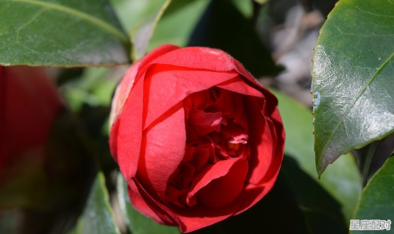 红喜事临席说词,梦到喜事 - 星座运势