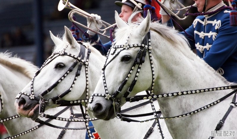 “金幅夫人找管家，皇帝奴才找士兵”指的是什么动物_什么动物会管家挡家风唤雨是什么动物 - 星座运势