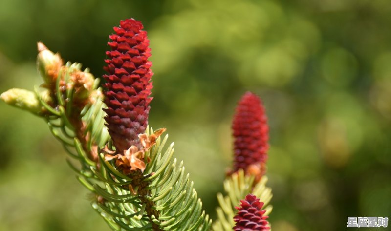 看到菜青虫的寓意,红虫子今日运势 - 星座运势
