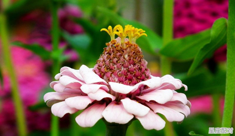 白羊座的性格男生内心,男生白羊座性格 白羊座的性格男生内心,男生白羊座性格 - 星座运势