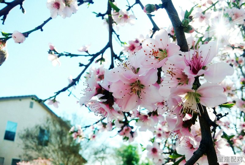 立春和咬春哪个好,立春习俗打春或咬春 - 星座运势