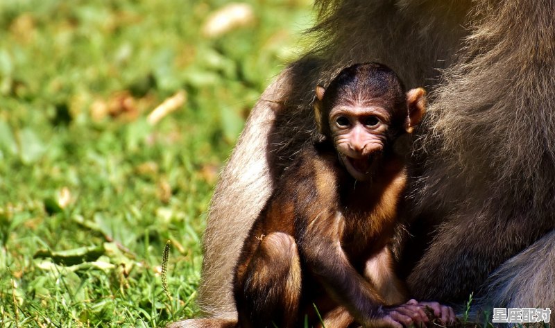 猿和猴有什么区别,猿是什么生肖 猿和猴有什么区别,猿是什么生肖 - 星座运势