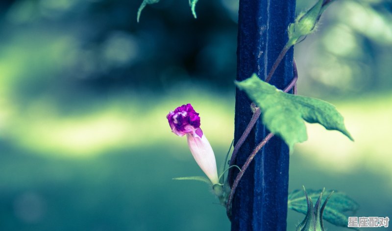 4月生的是什么星座,四月出生什么星座 4月生的是什么星座,四月出生什么星座 - 星座运势