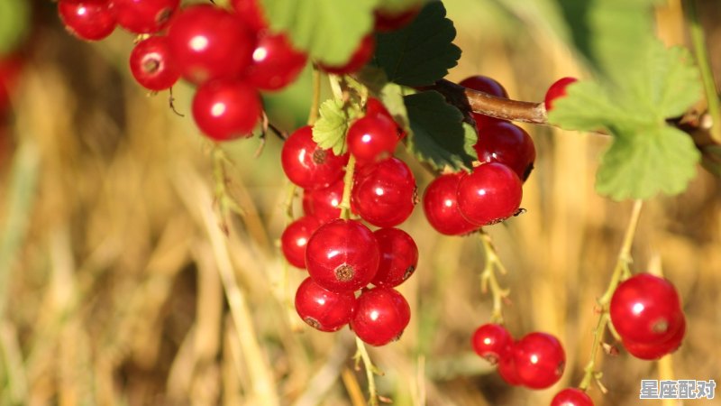 泡水红枣用什么杯子合适，梦到枣子 - 星座运势