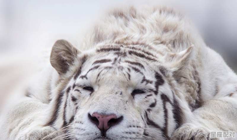 今年过年是虎年吗，去年是什么生肖 - 星座运势