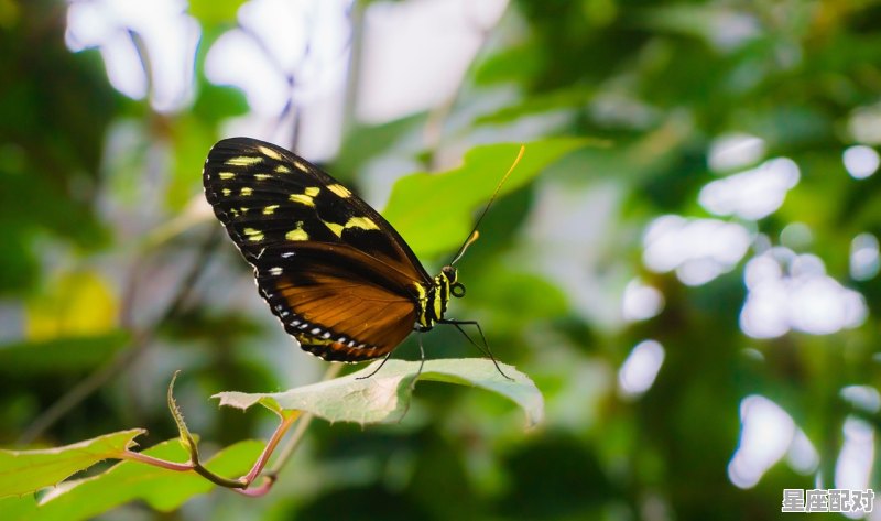 心是指哪个生肖,惊指什么生肖 - 星座运势