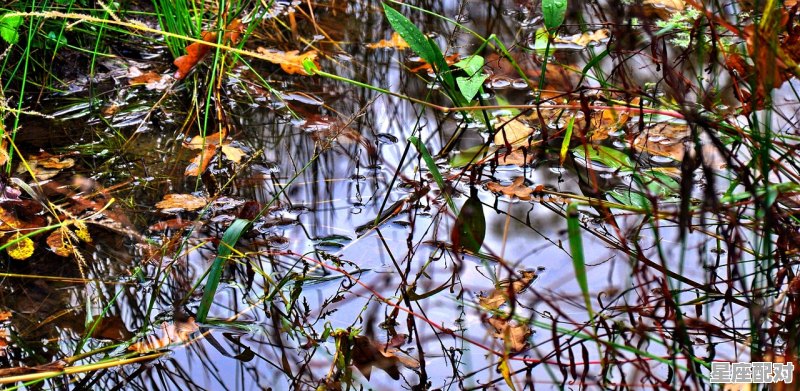 乌龟和羊的寓意,做梦梦到羊 - 星座运势