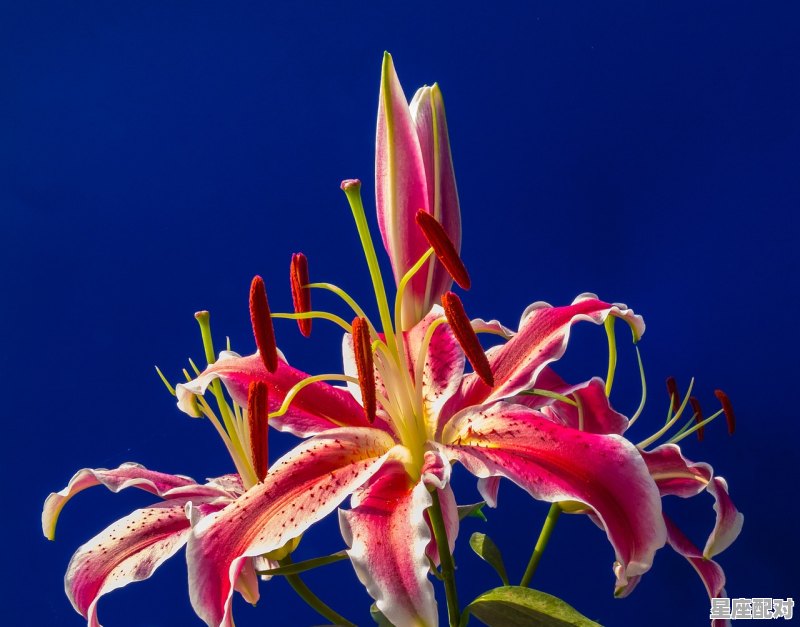 白羊座今天的幸运色是什么_白羊座未来三大横财运 白羊座今天的幸运色是什么_白羊座未来三大横财运 - 星座运势