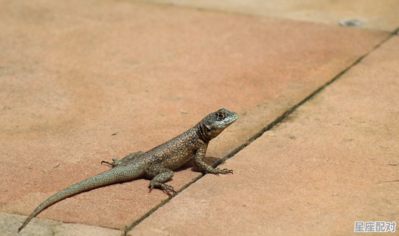 十二生肖爬型动物指什么生肖,恐龙是什么生肖 十二生肖爬型动物指什么生肖,恐龙是什么生肖 - 星座运势