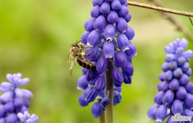 千树万树白玉条代表什么动物,桂花是什么生肖 - 星座运势