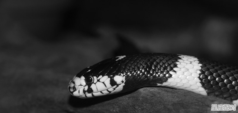 狼和蛇寓意_解梦梦到蛇 - 星座运势