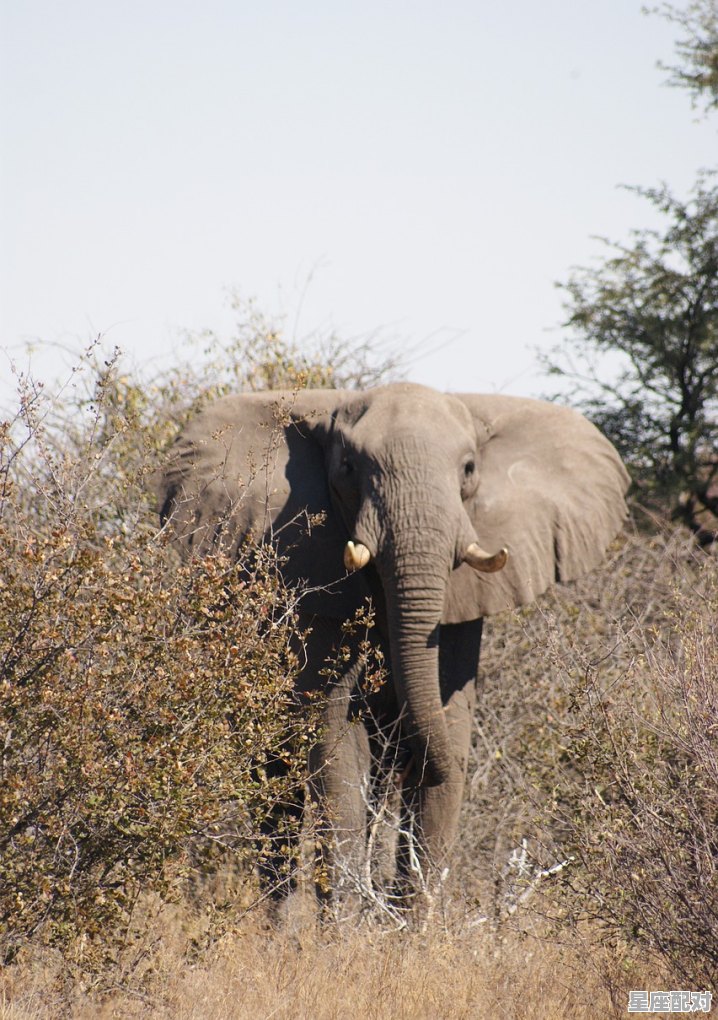 追牛是什么意思_牛和大象的寓意 - 星座运势