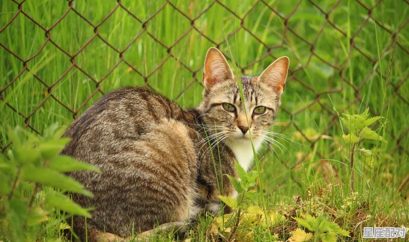 河边捡到鱼意味着什么意思，捡财 是哪里的习俗 - 星座运势
