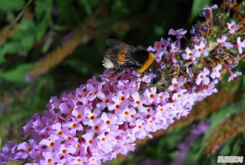 摩羯座后面的星座是什么座_摩羯后面是什么座 - 星座运势