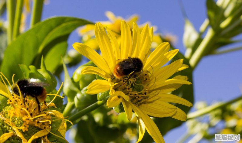 阳春三月红花开指什么动物,红花指什么生肖 - 星座运势