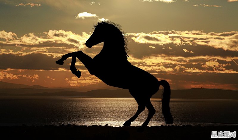 马字旁的肖是哪个肖，走马是什么生肖 - 星座运势