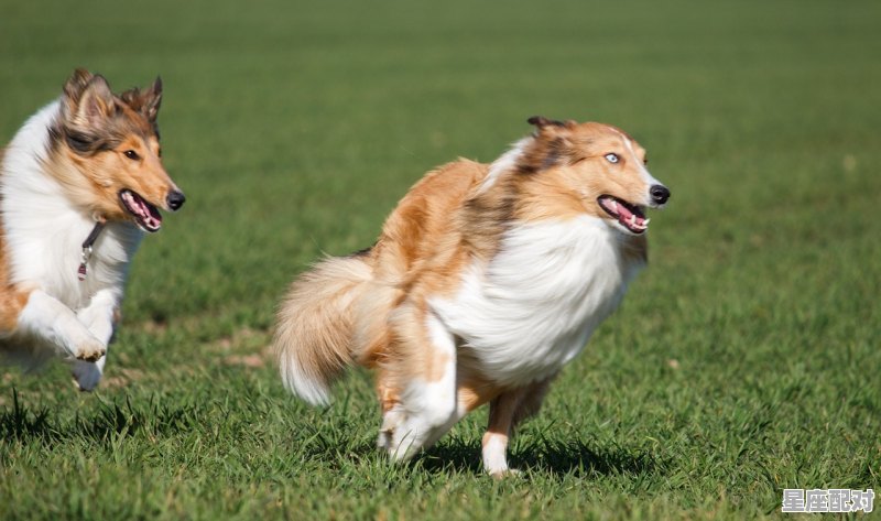 把家虎是什么意思，为什么指什么生肖 - 星座运势