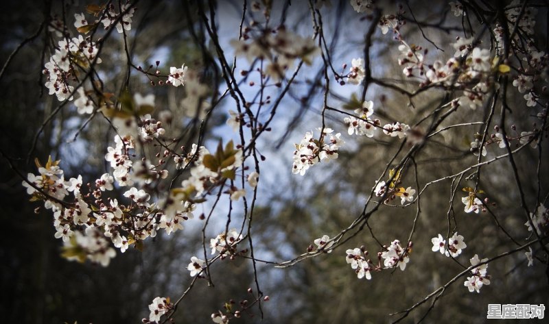 狐狸是什么意思啊，梦到白狐 - 星座运势