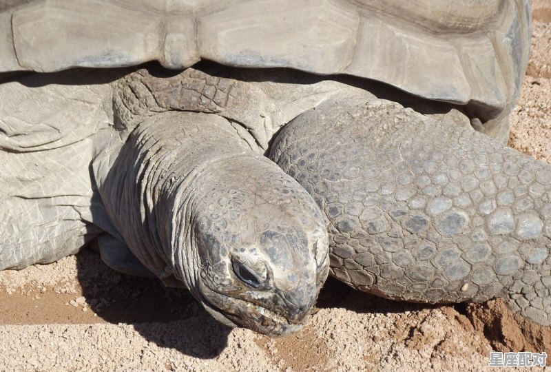 2022年82虚岁属什么属相_我家三个人都属蛇可不可以养乌龟 2022年82虚岁属什么属相_我家三个人都属蛇可不可以养乌龟 - 星座运势