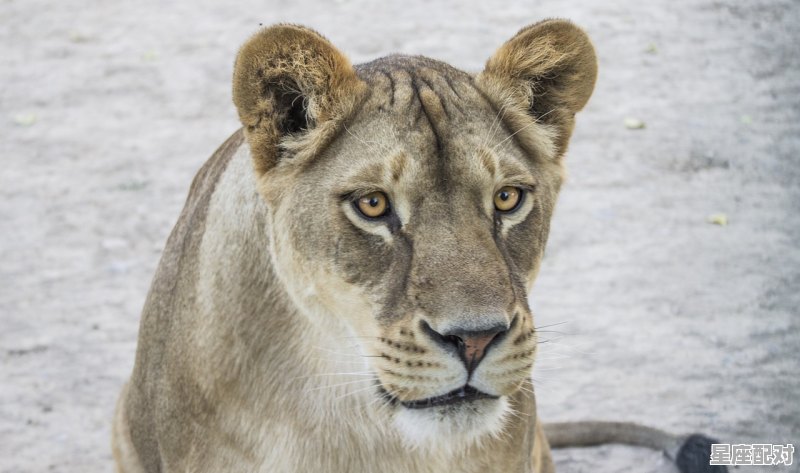 敌打一个动物,磨是什么生肖 敌打一个动物,磨是什么生肖 - 星座运势
