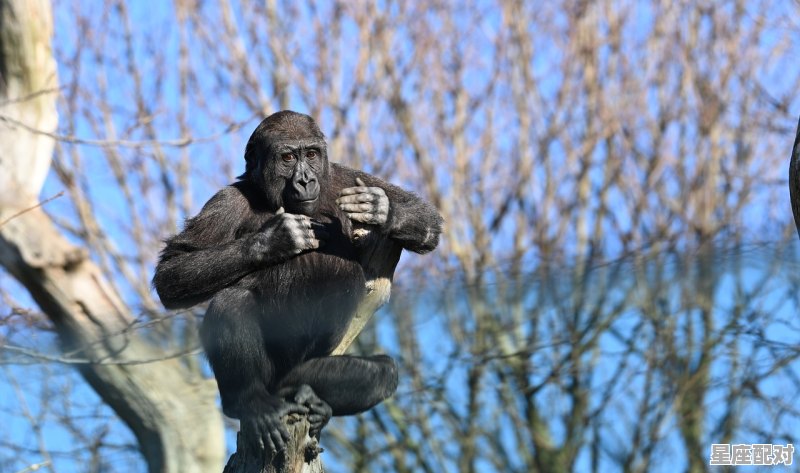 人工养殖猴子多久生育,梦到生产 人工养殖猴子多久生育,梦到生产 - 星座运势