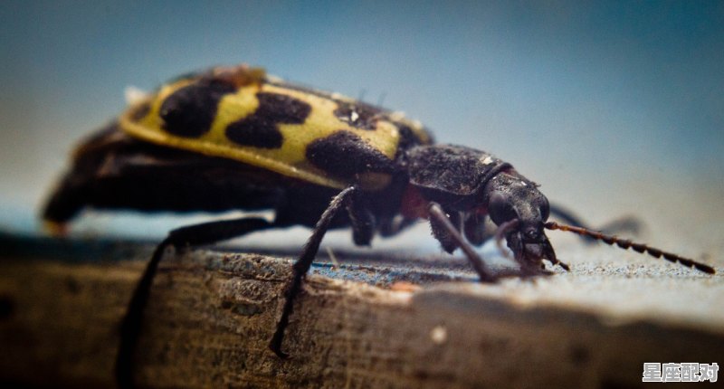 大特护国守边疆是什么动物,正义是什么生肖 大特护国守边疆是什么动物,正义是什么生肖 - 星座运势