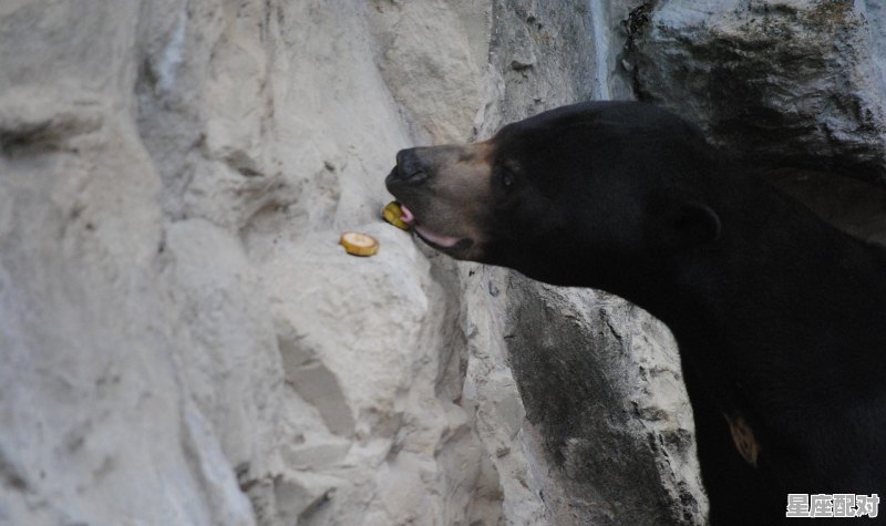 子丑什么意思，乙是什么生肖 - 星座运势