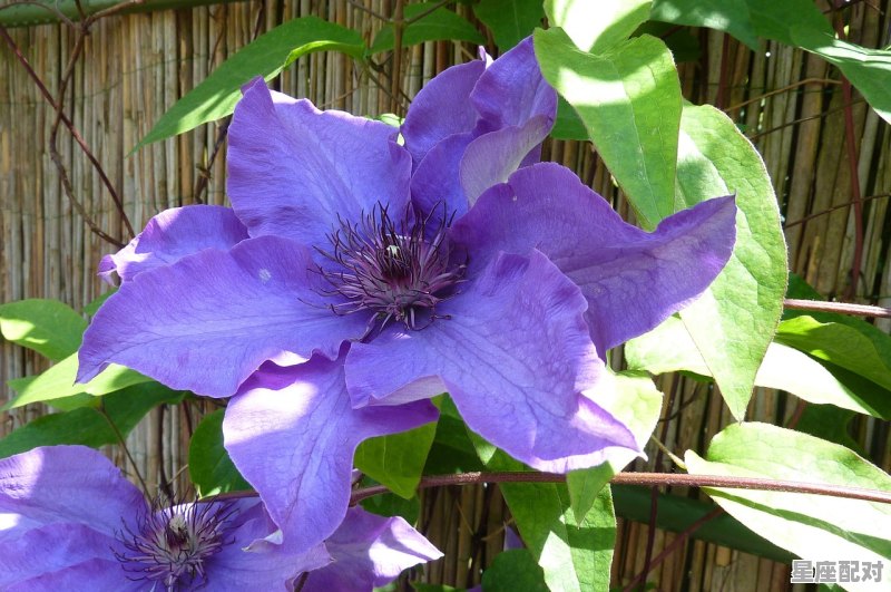 1月份的水瓶座的性格_1月出生的水瓶座性格 - 星座运势