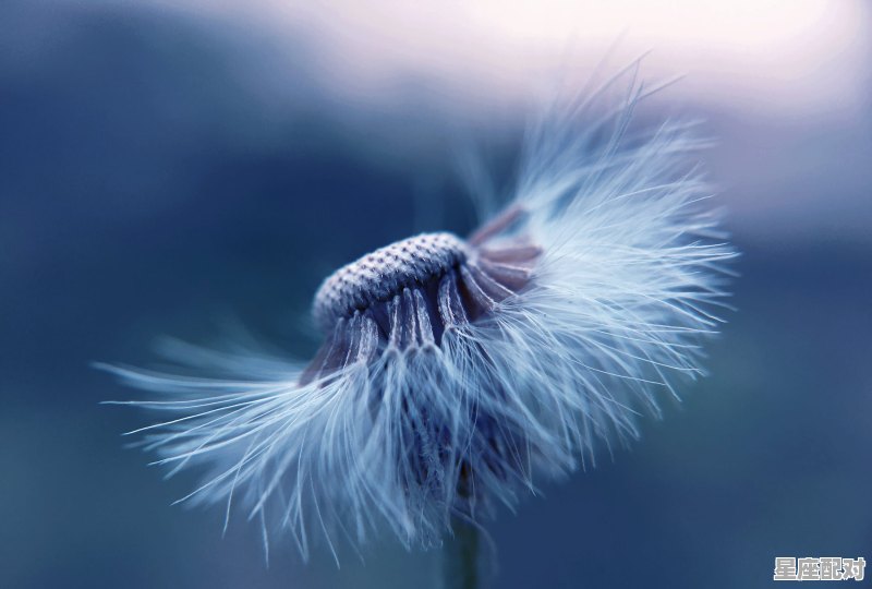 处女座女生和什么星座男生最匹配，处女座的女生和什么星座配对好呢 - 星座运势