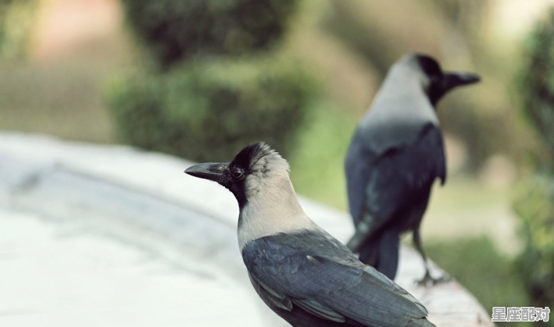 逮兔子是什么意思,做梦梦到兔子 逮兔子是什么意思,做梦梦到兔子 - 星座运势